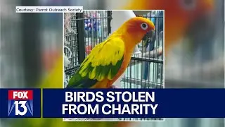 Thieves steal pricey parrots from Florida bird rescue