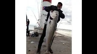 DEV KUZU BALIĞI - Land Based Giant Amberjack / Manavgat  #shorts