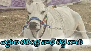 చిలకలూరిపేట లో  జూనియర్స్ విభాగం కి  ఎద్దుల రవీంద్రనాథ్ రెడ్డి గారు  చక్రాయిపేట గా సింగనమల 