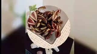 FRESH PLANTS ONLINE STORE      ..             DUBAI
