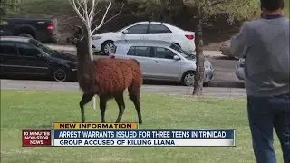 Arrest warrants issued for llama death suspects