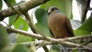 White eared Brown Dove