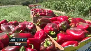 U ljubinjskom kraju počela berba paprike, za mnoge najbolje za pripremu ajvara!