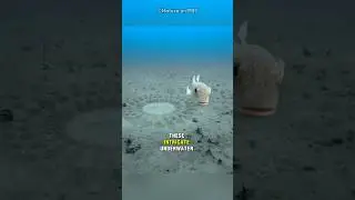 Why Pufferfish Builds Sand Sculpture? #shorts