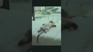 #petloversunite