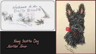 DAILY DOODLE: Young Scottie Dog (Scottish Terrier)
