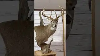 Whitetail Deer Taxidermy 🦌 #floorpedestal #taxidermy #deer #whitetail #taxidermyart