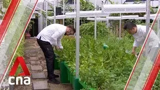 Spotlight on Singapore's first aquaponics garden within a hotel