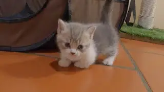 This Munchkin kitten will melt all pet lovers' hearts.