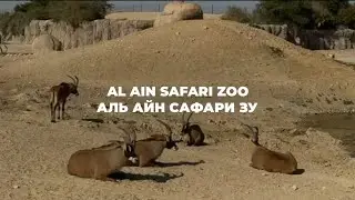 Al Ain Safari Zoo / #alainzoo #zoo #excursions #tourism #путешествия #абудаби