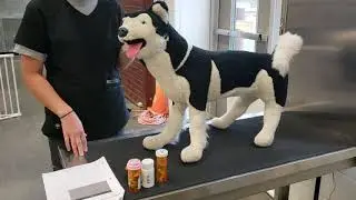 Vet Science CDE- Administe Oral Tablet/Capsule