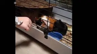 Schattige cavia's!!!!🥰