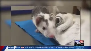 Pet Advice: Do ferrets make good pets?