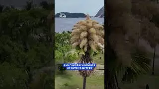 Rare palm trees bloom once in a lifetime