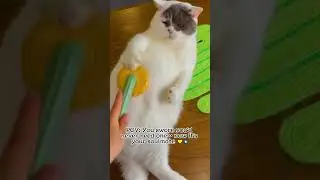 Multi-Function Grooming Made Easy: 3 in 1 Pet Grooming Brush, Steam & Self-Cleaning Tools