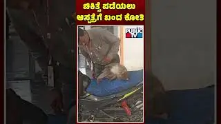 Monkey Comes To Hospital; Gets Treatment and Goes Back..! | Bagalkot
