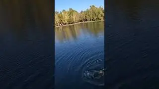 Ой хороша мамочка взяла. Рибалка на хижака #bestfishing #fishing #риболовлякиїв #fishing202