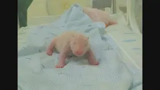 The first giant panda cub born in Indonesia squeals and squirms in park video