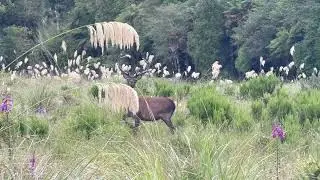 Young red stag