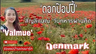 Ep.149 Valmue p&aring; kornmark ดอกป๊อปปี้ สีแดงสวยงามมาก สัญลักษณ์ของวันทหารผ่านศึก
