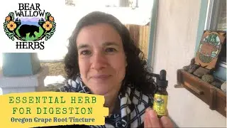 Oregon Grape Tincture: Amazing digestive first aid herb