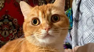 Забавный рыжий котик топчется на одеяле