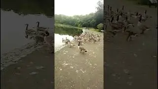 Ducks Geese while going for a swim in the pool