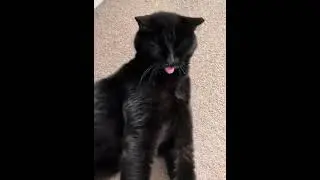 Black cat activities #cat