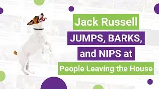 Jack Russell JUMPS, BARKS and NIPS at People Leaving the House