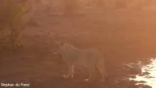 Leopard Runs Up Tree to Escape Lioness