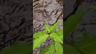 #Costus_igneus #Chamaecostus #Fiery Costus,#Spiral Flag #nature #waterflowsound