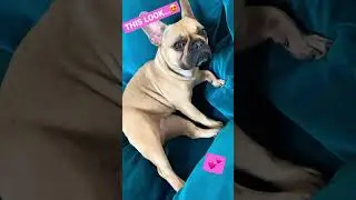 The look which melts your heart 🥹😍 #frenchbulldog