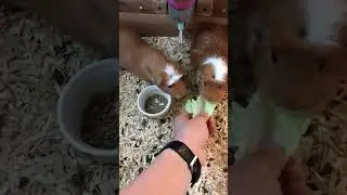 How to tame your Guinea pigs!!