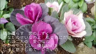 昭和の歌３８７２＃恋のしずく　　伊東ゆかり