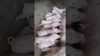 Adorable piglets