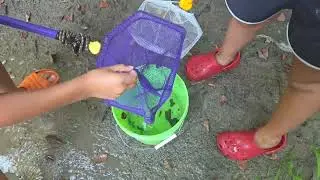Crawfish Hunting with a Butterfly Net