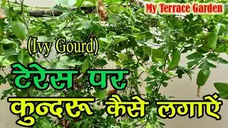 Terrace per kundru Kaise Lagayen (How to Grow Ivy Gourd on Terrace)