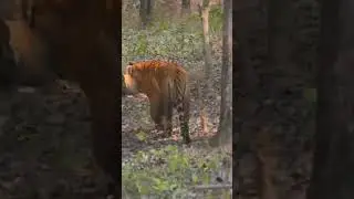 Male female tiger 🐅 today morning Safari in tadoba buffer zone 🌴#wildlife #viralshort #subscribenow