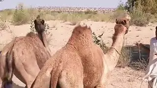 Camel Ready To Meeting || Camel of Desert
