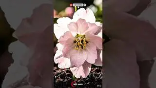 timelapse a sakura flower. #timelapse #flower #viral #fyp #plant #plants