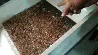 SOPARI CUTTING (ARECA NUT) DE-STONER- DEVIKA INDUSTRIES INC. RAJKOT 9825389070