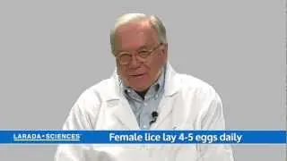 Lice life cycle