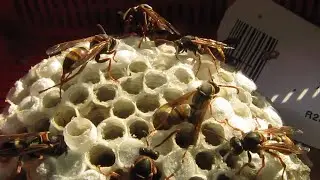 Polistes humilis interactions on comb
