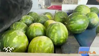 Boyla Sorter Watermelon Sorting and Packaging Machine