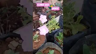 mesho flower seed 🫘 update #jugadu garden #shorts