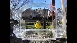Pine Warbler coming to my ClearView Deluxe Window Bird Feeder