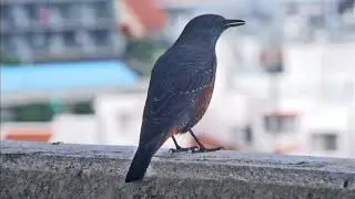 イソヒヨドリの歌声　song of Blue Rock-Thrush