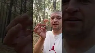 #эфирнасреднихволнах #мхм #микродозинг #мухомор #мухоморкрасный #мухоморпантнрный #ежовик #кордицепс