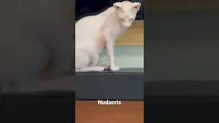 Nudacris&rsquo;s belly is so cute!! #subscribe #trending #viral #sphynx #youtubeshorts #funny #youtube