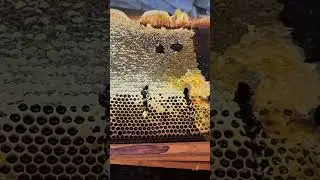 Uncapping honey 🍯 top g #beekeeping #trending #food #shorts #ytshorts